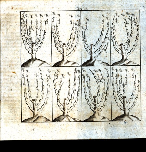 An illustration of examples of how to prune bonsai, showing 8 bonsai with different branches trimmed.